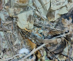 Empusa