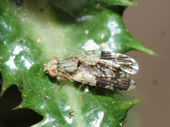 Tephritis formosa