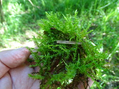 Calliergonella cuspidata