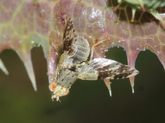 Tephritis formosa