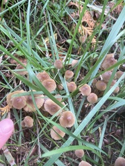 Marasmius oreades