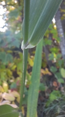 Phalaris arundinacea