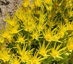 Leucadendron xanthoconus