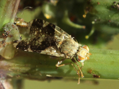 Tephritis formosa