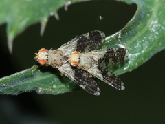 Tephritis formosa