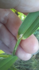 Phalaris arundinacea