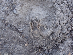 Grammostola pulchripes