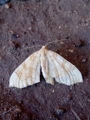 Eulithis propulsata