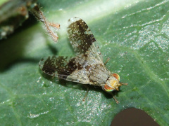 Tephritis formosa