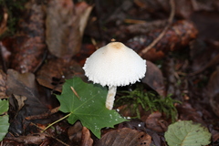 Lepiota clypeolaria