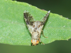 Tephritis formosa