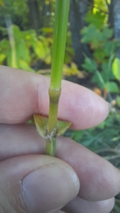 Phalaris arundinacea