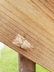 Lithophane bethunei