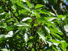 Fraxinus excelsior excelsior