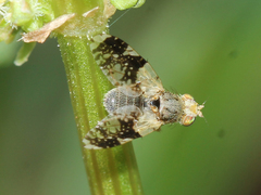 Tephritis formosa