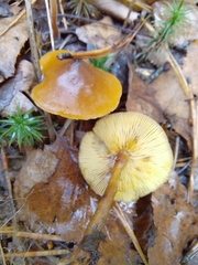Pluteus leoninus