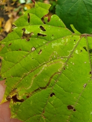Phyllocnistis vitifoliella
