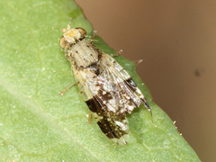 Tephritis formosa