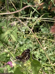 Anthanassa texana texana