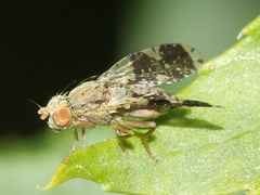 Tephritis formosa