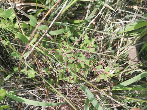 Euphorbia radioloides