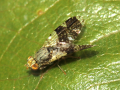 Tephritis formosa