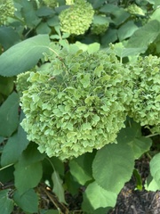 Hydrangea