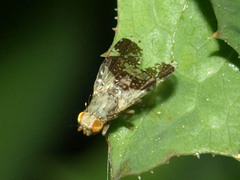 Tephritis formosa