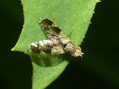 Tephritis formosa