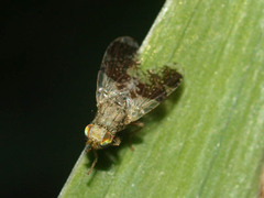 Tephritis formosa