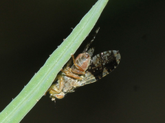 Tephritis formosa