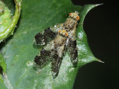 Tephritis formosa