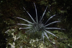 Pterois miles