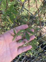 Ipomoea heptaphylla