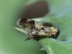 Tephritis formosa