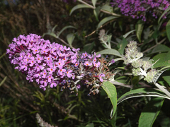 Buddleja davidii