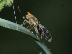 Tephritis formosa