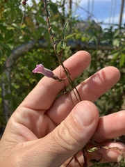 Ipomoea heptaphylla
