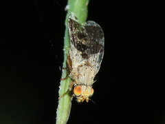 Tephritis formosa