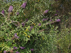 Buddleja davidii