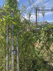 Ipomoea heptaphylla