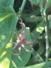 Pisaura