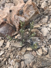 Lappula occidentalis