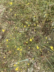 Gutierreziinae