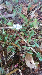 Persicaria longiseta