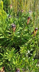 Protea lepidocarpodendron