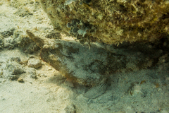 Ogcocephalus cubifrons