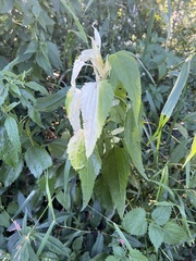 Boehmeria cylindrica
