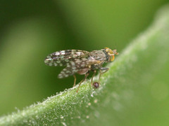 Tephritis praecox