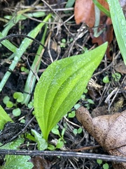 Plantago major